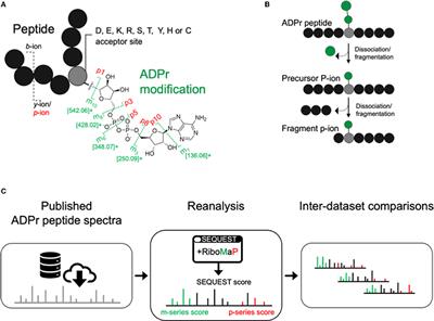 The RiboMaP Spectral Annotation Method Applied to Various ADP-Ribosylome Studies Including INF-γ-Stimulated Human Cells and Mouse Tissues